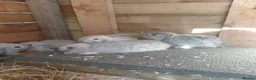Mini Lop rabbits for sale: 6 mini lops for collection on 20th August 2026 - Advert 8