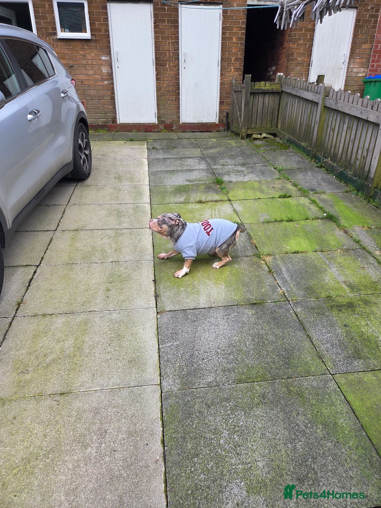 American Bully dogs This is kiaya she's blue tri merl - Advert 1