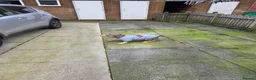 American Bully dogs for sale: This is kiaya she's blue tri merl in Heywood - Advert 1