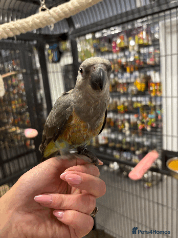 Parrots birds - Advert 3
