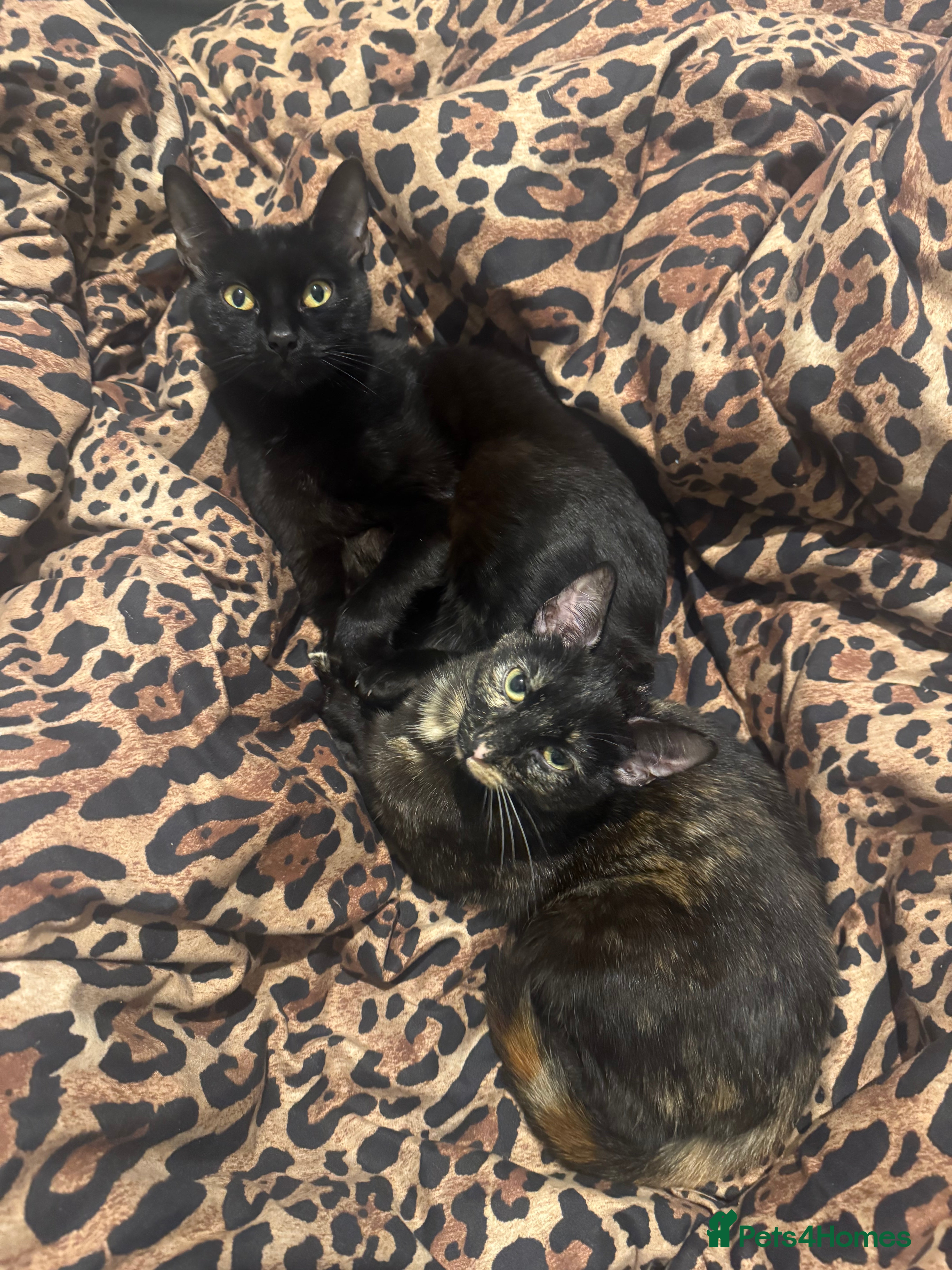 Mixed Breed cats Two cats can be sold separately or together  - Advert 5