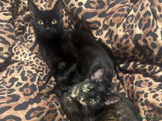 Mixed Breed cats Two cats can be sold separately or together - Advert 7