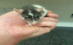 Rat rodents for sale: Young rats - Image 1