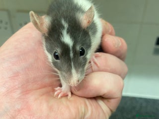 Rat rodents Young rats - Advert 8