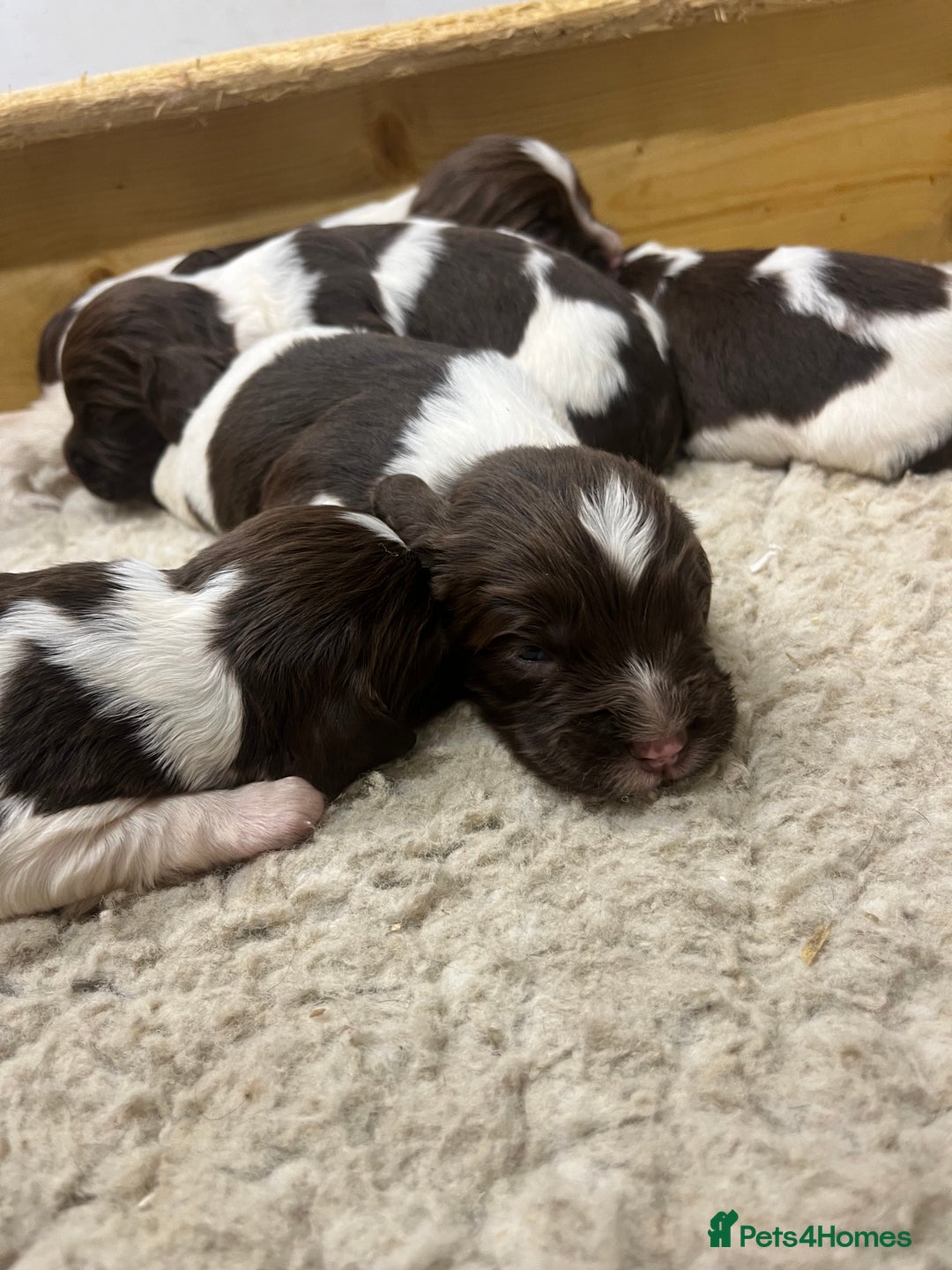 English Springer Spaniel dogs for sale: Springer Spaniel Puppies  in Crewe - Image 3