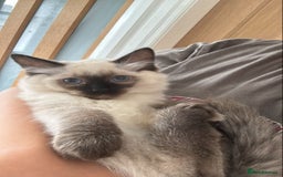 Ragdoll cats for sale: 🐾 Ragdoll Kittens Ready for Their Forever Homes  - Image 13