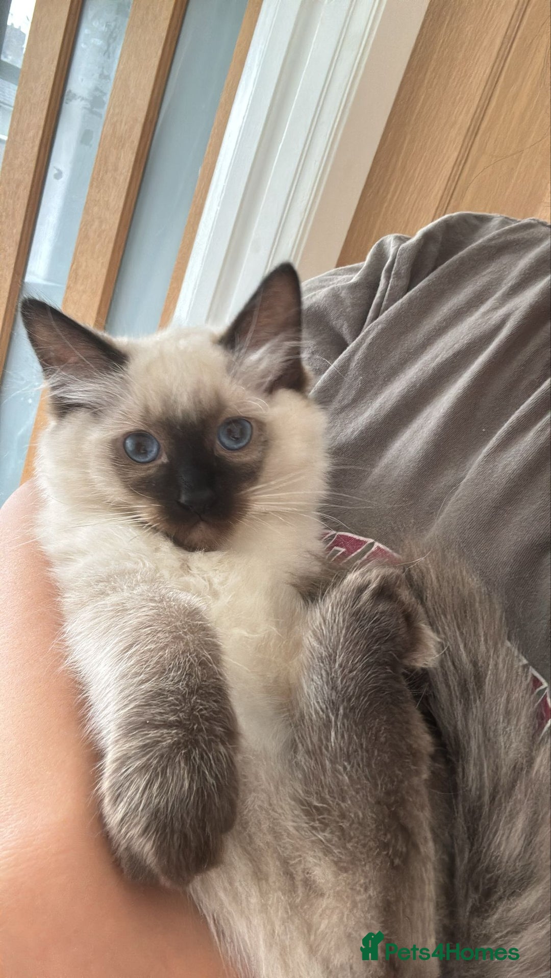 Ragdoll cats for sale: 🐾 Ragdoll Kittens Ready for Their Forever Homes  - Image 13