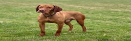Hungarian Vizsla dogs for stud: The famous HJ Champion  Johnnie Walker at stud in Loughborough - Advert 5