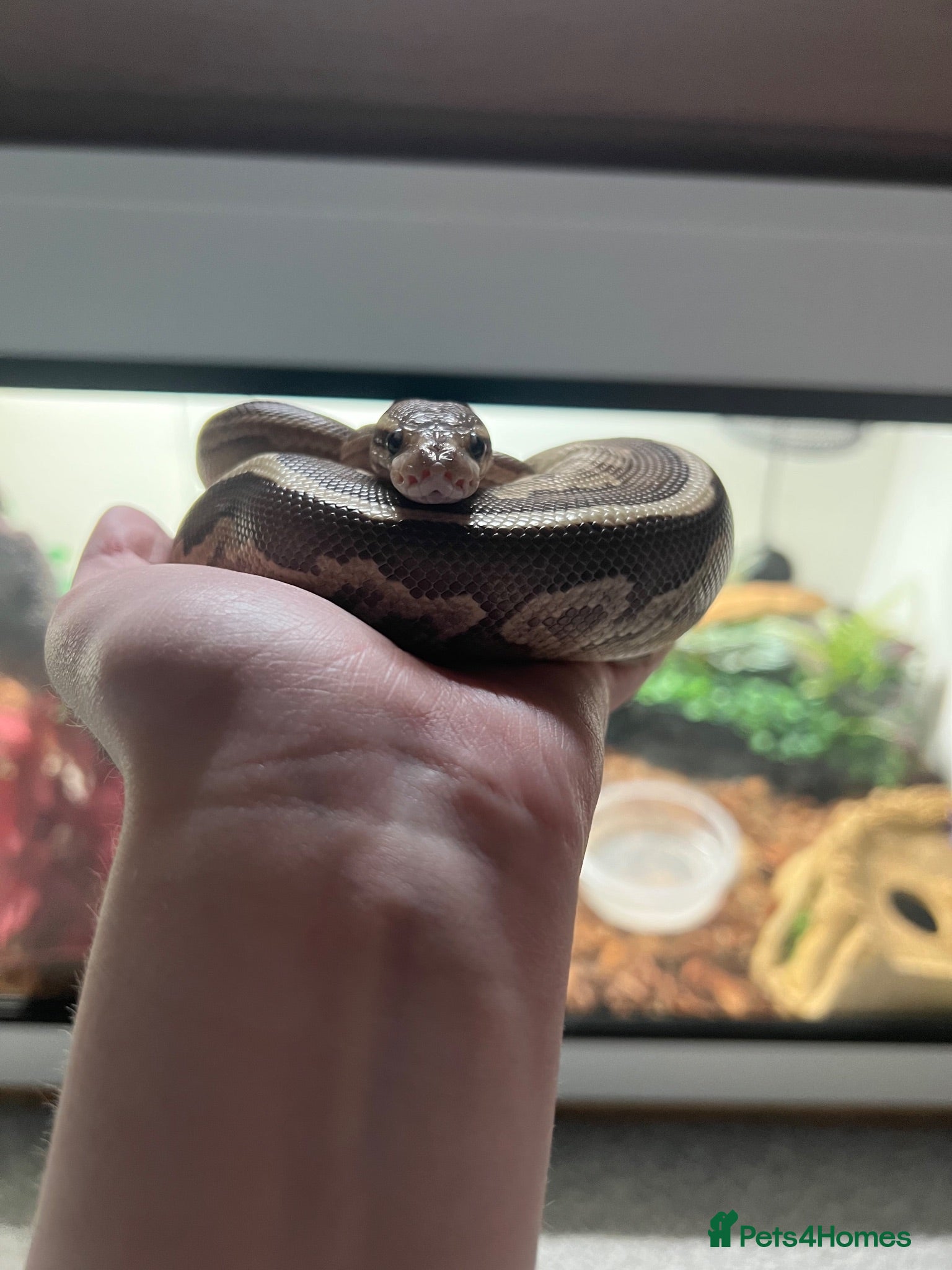 Python Snake reptiles Free to good home snake and set up - Advert 1