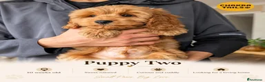 Cockapoo 2