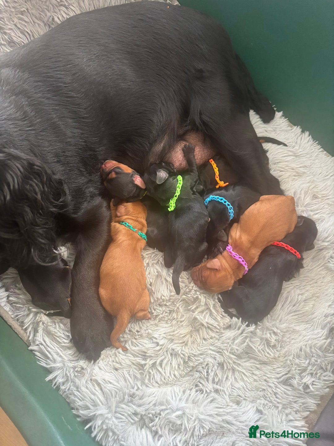 Cocker Spaniel dogs for sale: Kc working cocker spaniel - Image 1