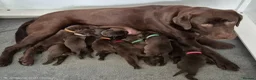 Labrador Retriever dogs for sale: Exceptional KC Reg Chocolate Labrador Puppies  - Advert 13