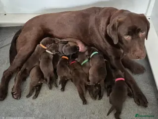 Labrador Retriever dogs Exceptional 0/0 KC Reg Chocolate Labrador Puppies - Advert 15