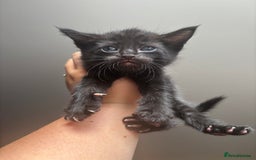 Maine Coon cats for sale: 1 girl left ready now! bengal/maine coon  - Image 12