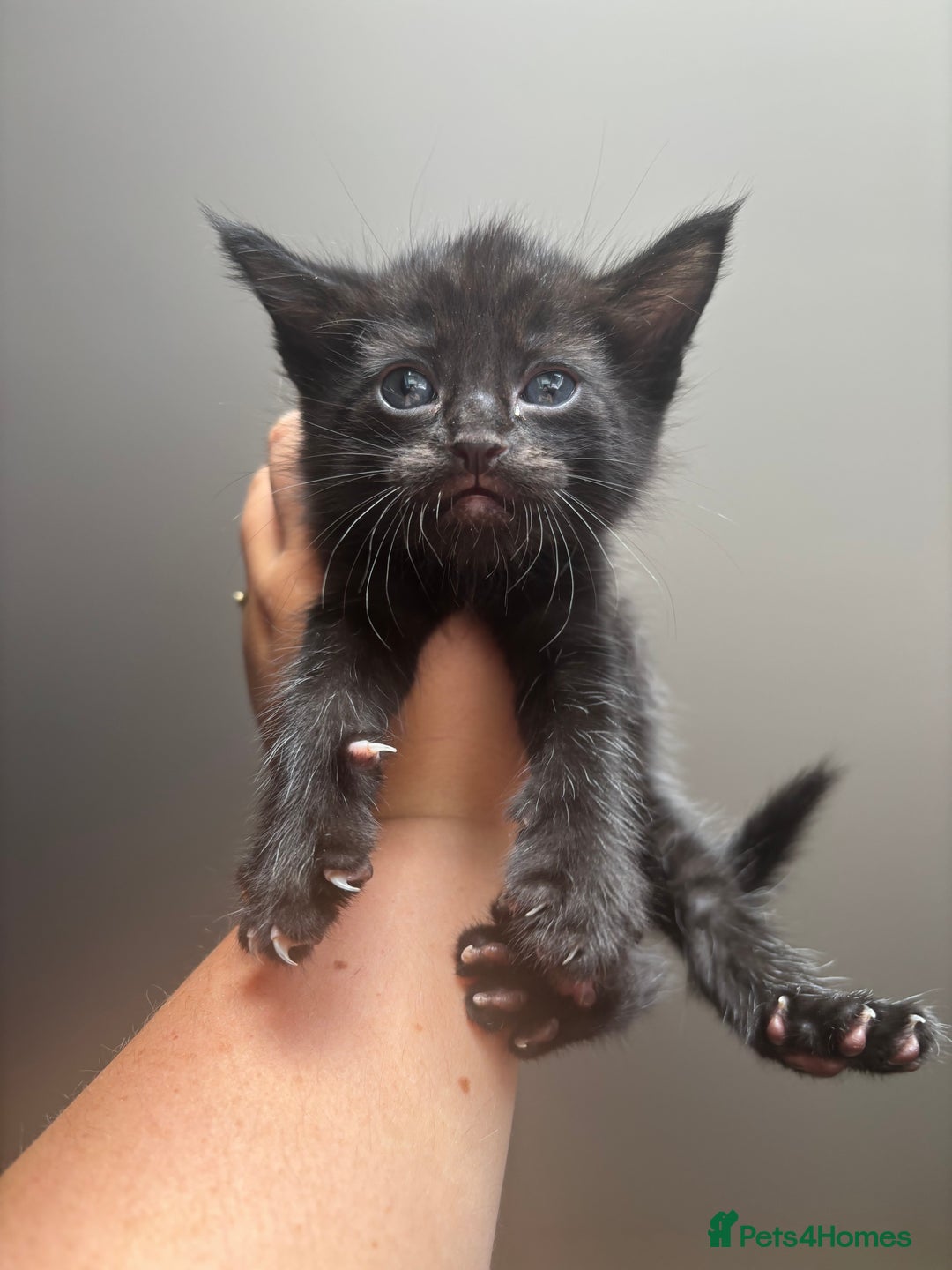 Maine Coon cats for sale: 1 girl left ready now! bengal/maine coon  - Image 12