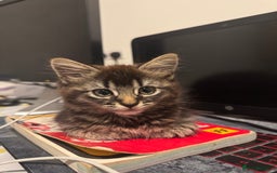 British Shorthair cats for sale: 🐾 Grey/white Tabby Kitten with White Markings - Image 14