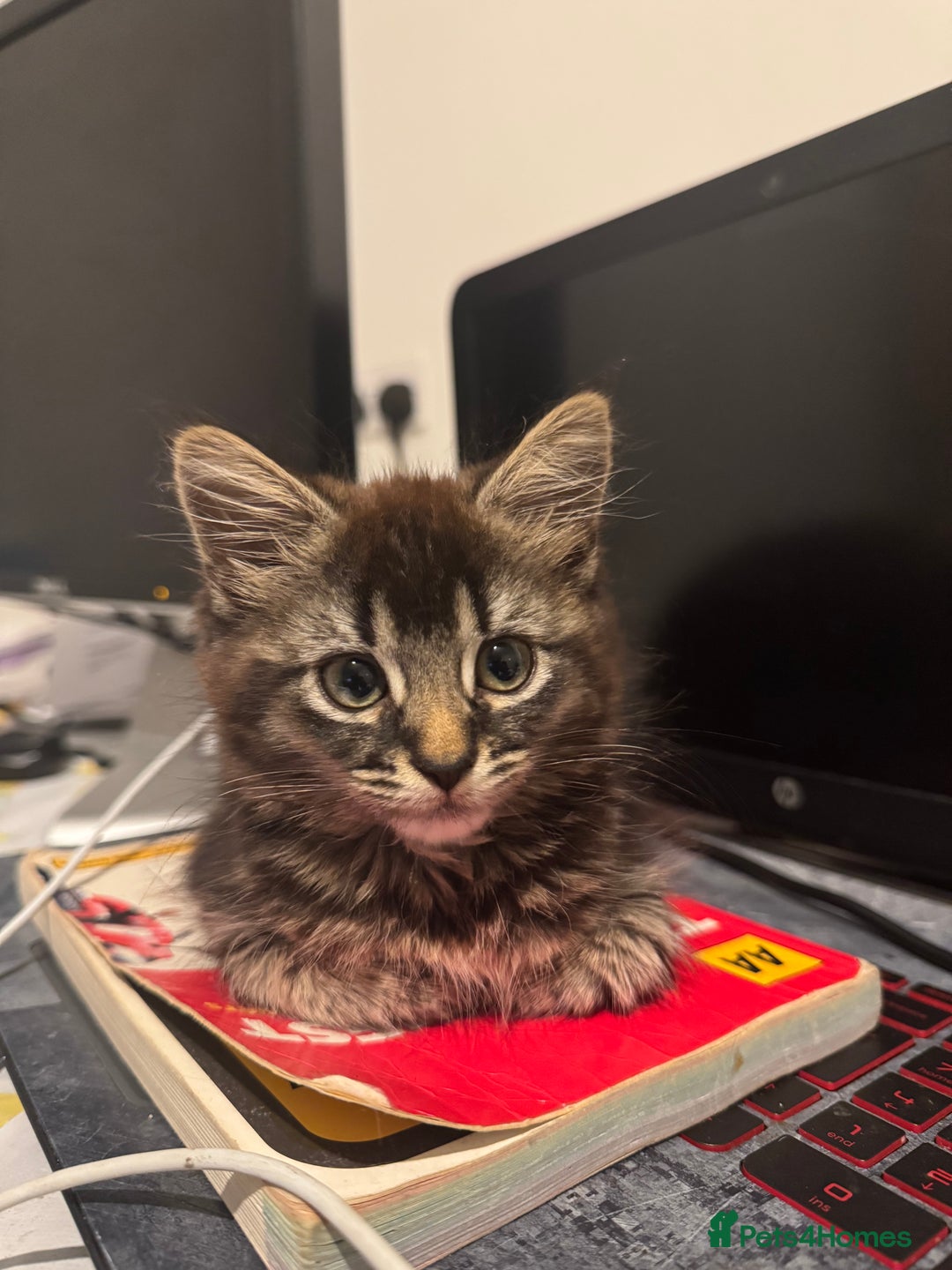 British Shorthair cats for sale: 🐾 Grey/white Tabby Kitten with White Markings - Image 14
