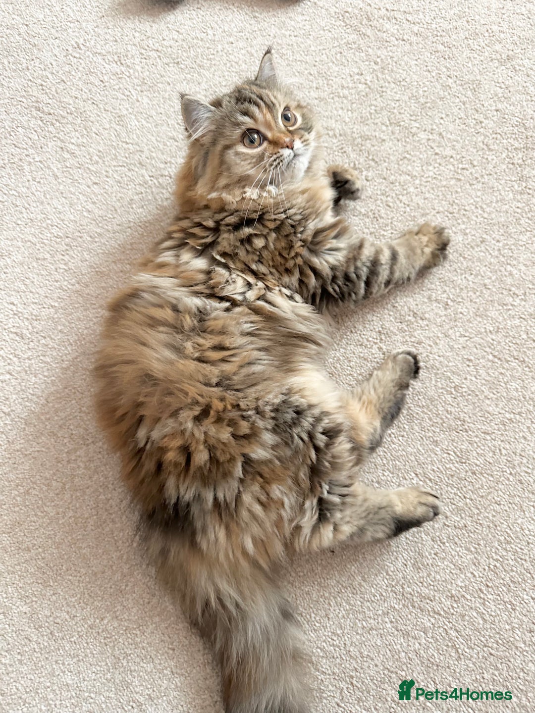 Persian cats for sale: Persian x Siberian fluffy tabby kitten - Advert 13