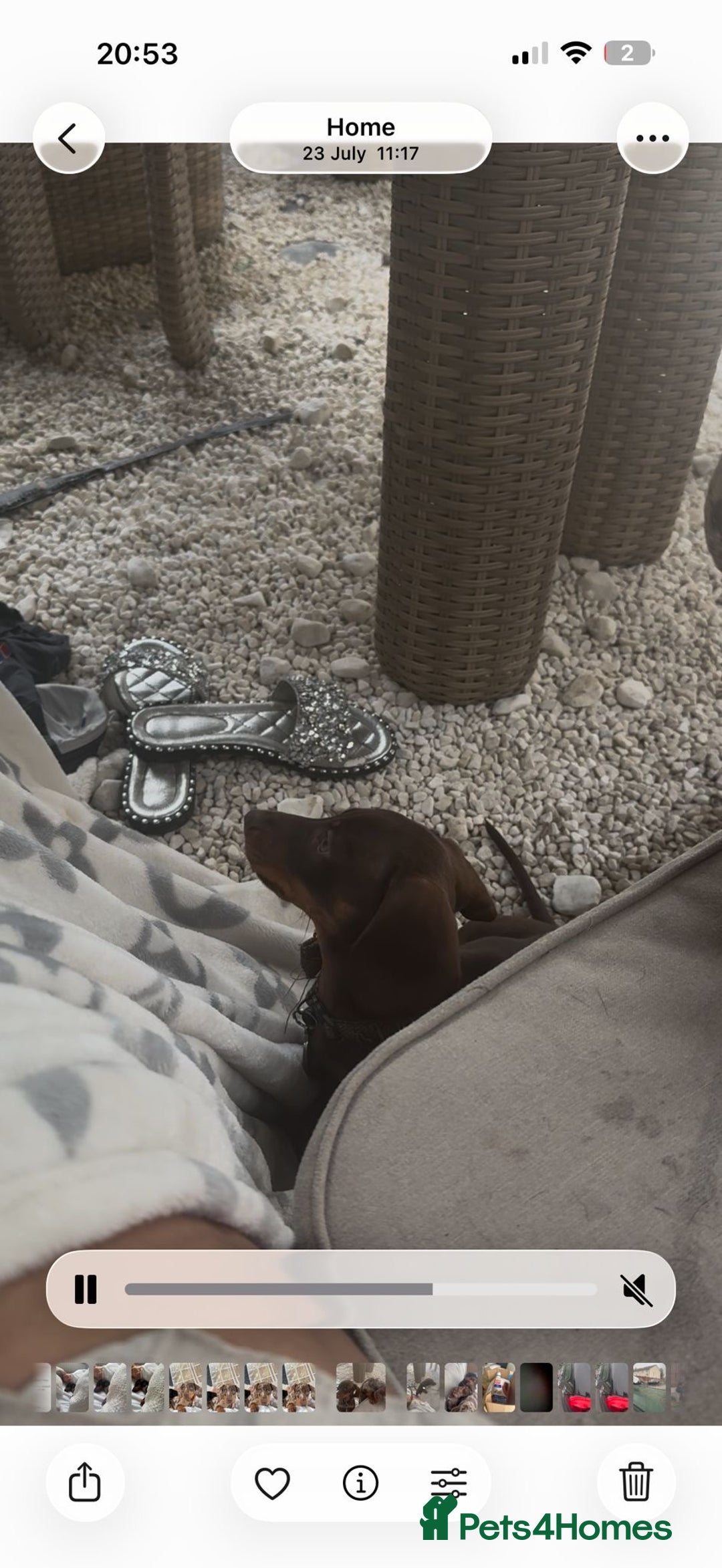 Dachshund dogs for sale: Coco is seeking his forever home  - Advert 3