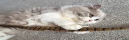 British Longhair cats for sale: Amazing loving boy  - Advert 6