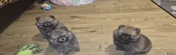 Pomeranian dogs for sale: ❤️ READY NOW! Stunning Pomeranian puppies 🐶❤️ - Advert 10