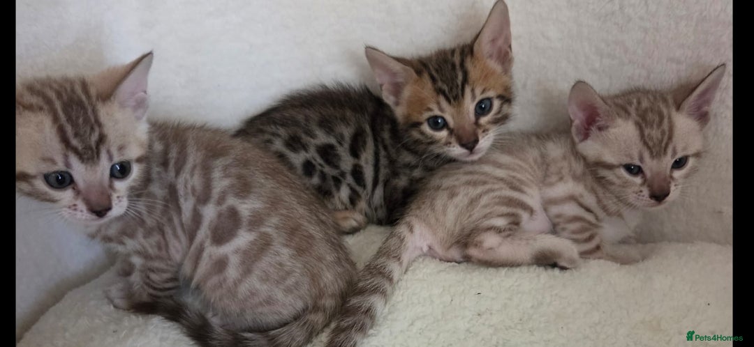 Bengal cats for sale: 3 bengaline kittens  - Image 4