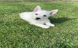 West Highland Terrier dogs for sale: Beautiful westie pups  - Image 3