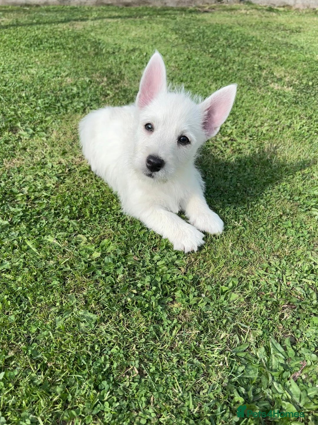 West Highland Terrier dogs for sale: Beautiful westie pups  - Image 3