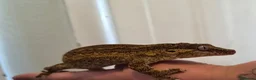 Gecko reptiles for sale: Gargoyle gecko  - Advert 4
