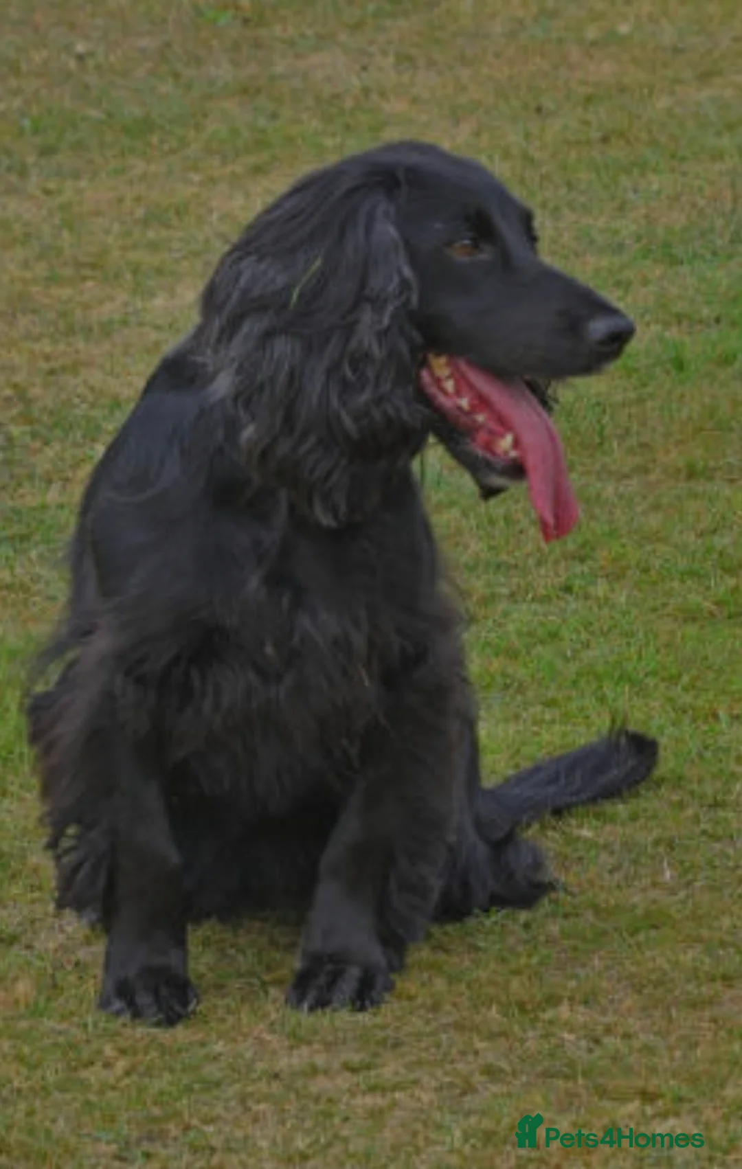 Cocker Spaniel dogs for sale: Cocker spaniel in Croydon - Advert 1