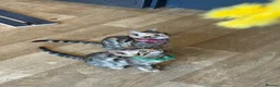 Bengal cats for sale: Tica Registered Bengal Kittens - Snow and Brown in London - Advert 9