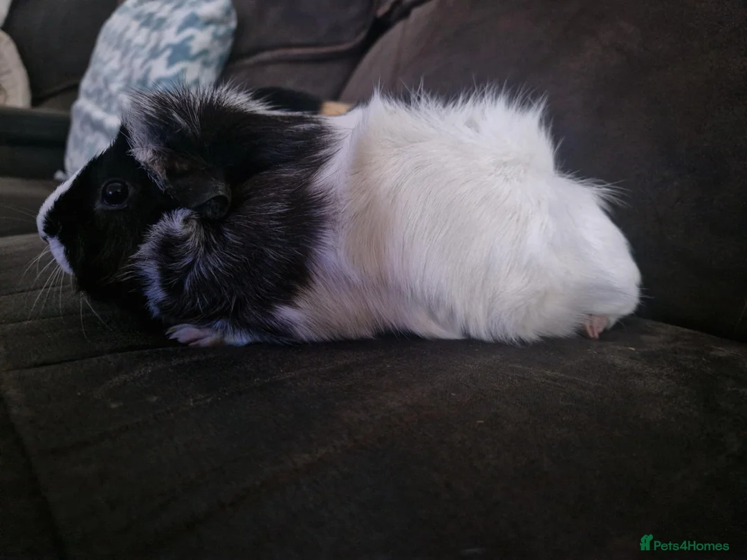 Guinea Pig rodents for sale: Bonded pair of female guinea pigs - Advert 3