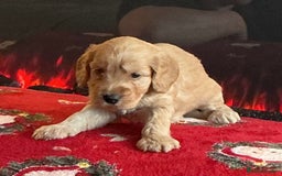 Cockapoo dogs for sale: Boys cockerpoo puppies - Advert 12