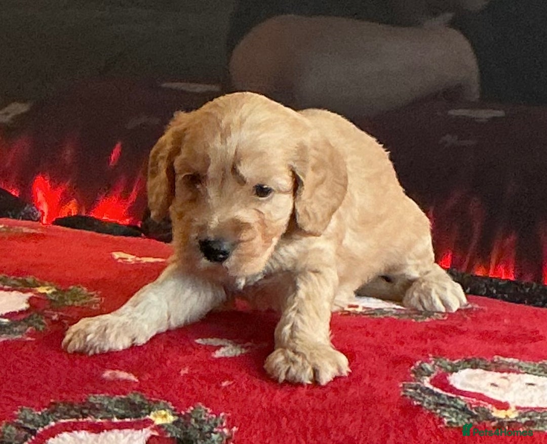 Cockapoo dogs for sale: Boys cockerpoo puppies - Advert 12