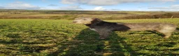 Irish Wolfhound dogs for stud: Irish Wolfhound Stud - Advert 4