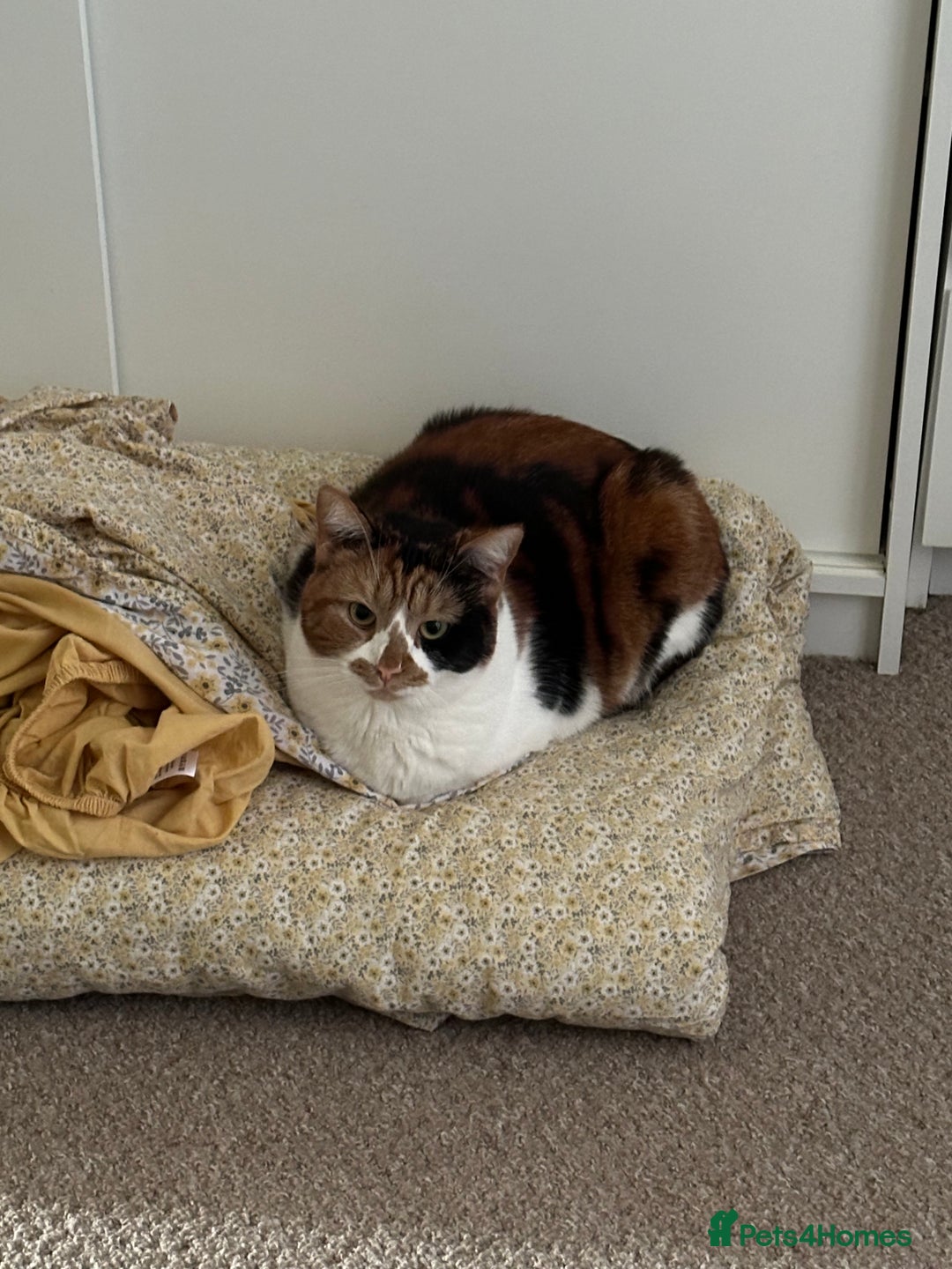 Domestic Shorthair cats for sale: Female cat for rehome  - Advert 5