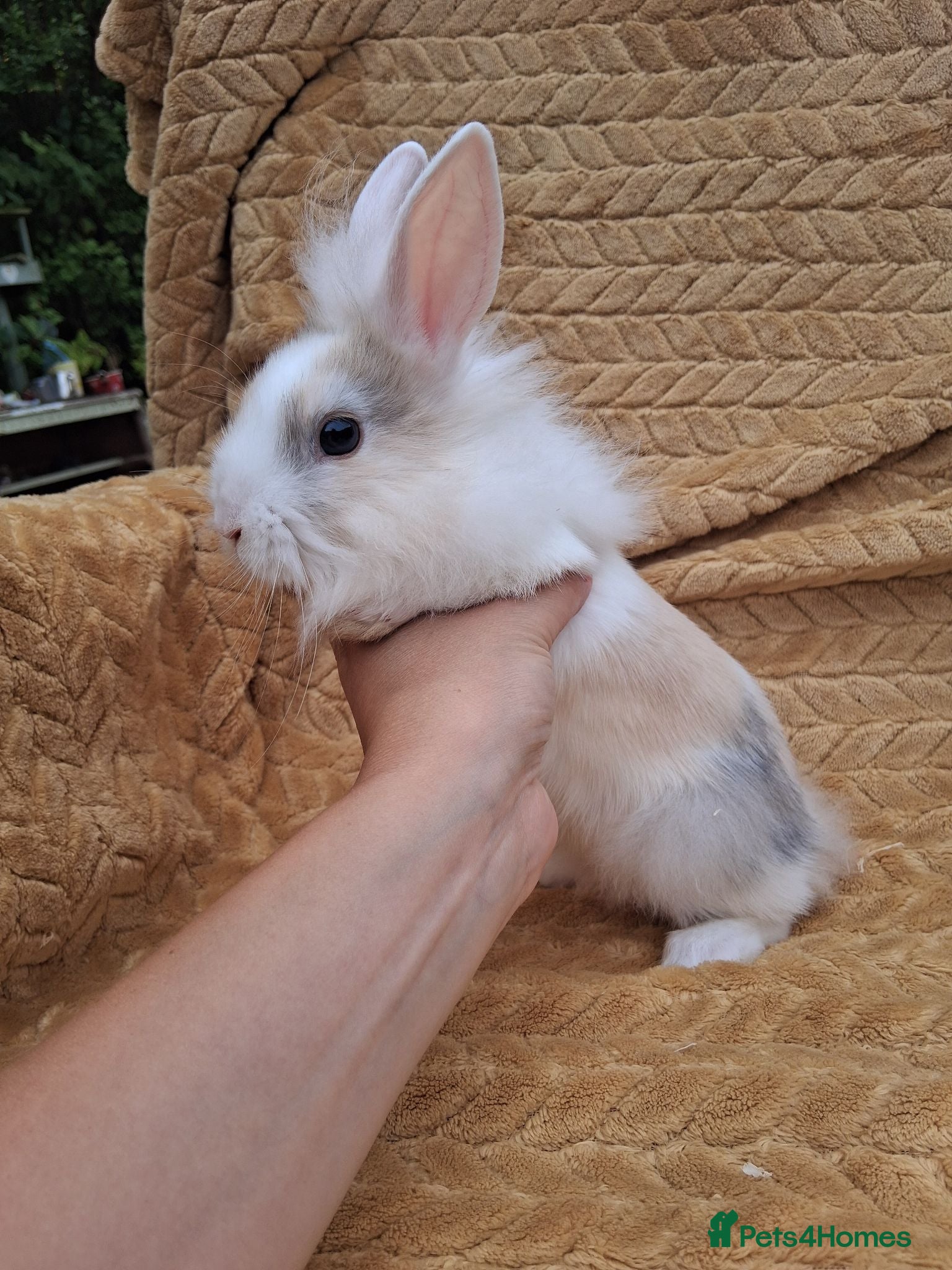 Mixed Breed rabbits 2 male rabbits looking for a forever loving home - Advert 10