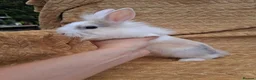 Mixed Breed rabbits for sale: 2 male rabbits looking for a forever loving home in Norwich - Advert 1