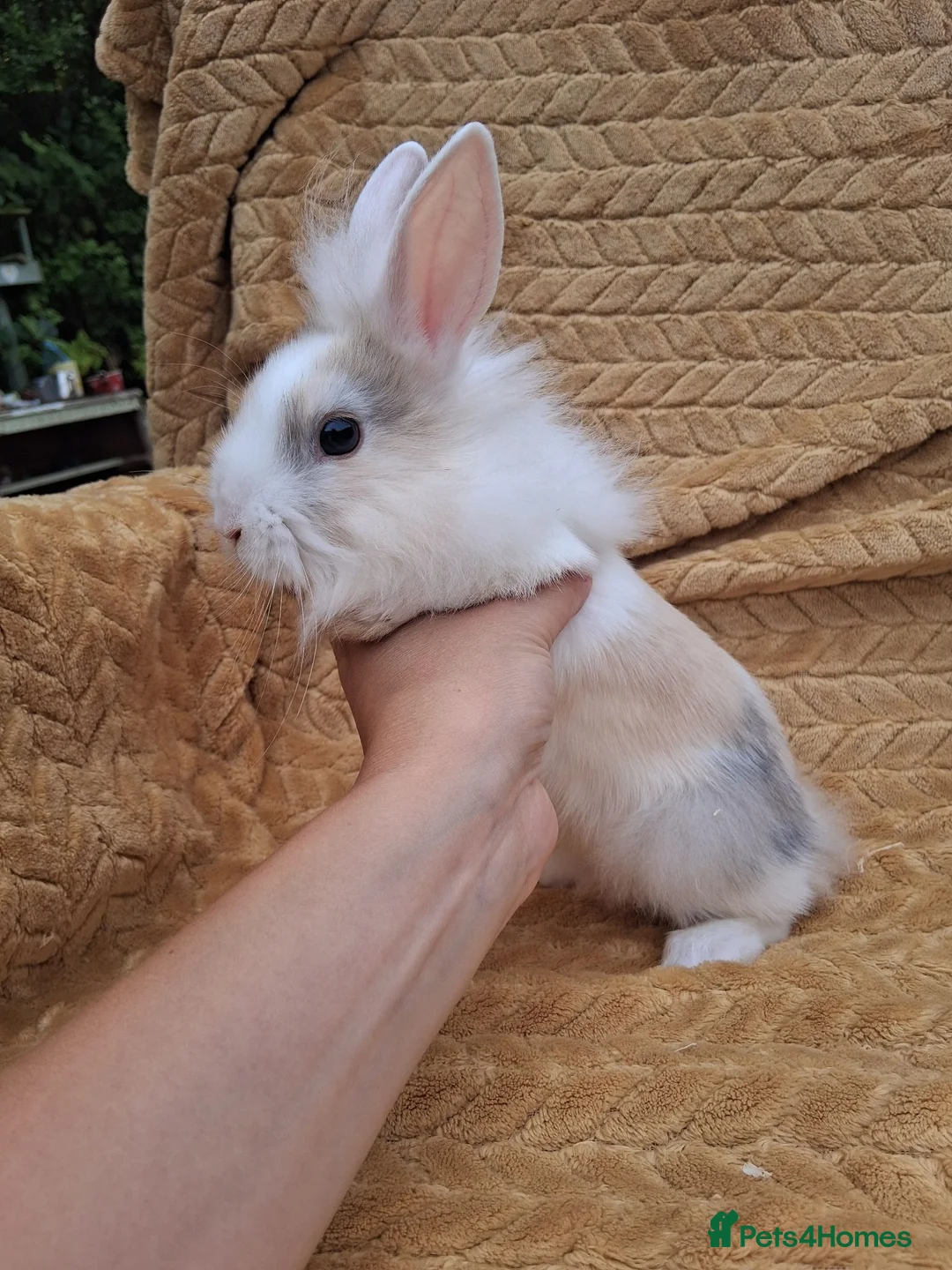 Mixed Breed rabbits for sale: 2 male rabbits looking for a forever loving home in Norwich - Advert 1