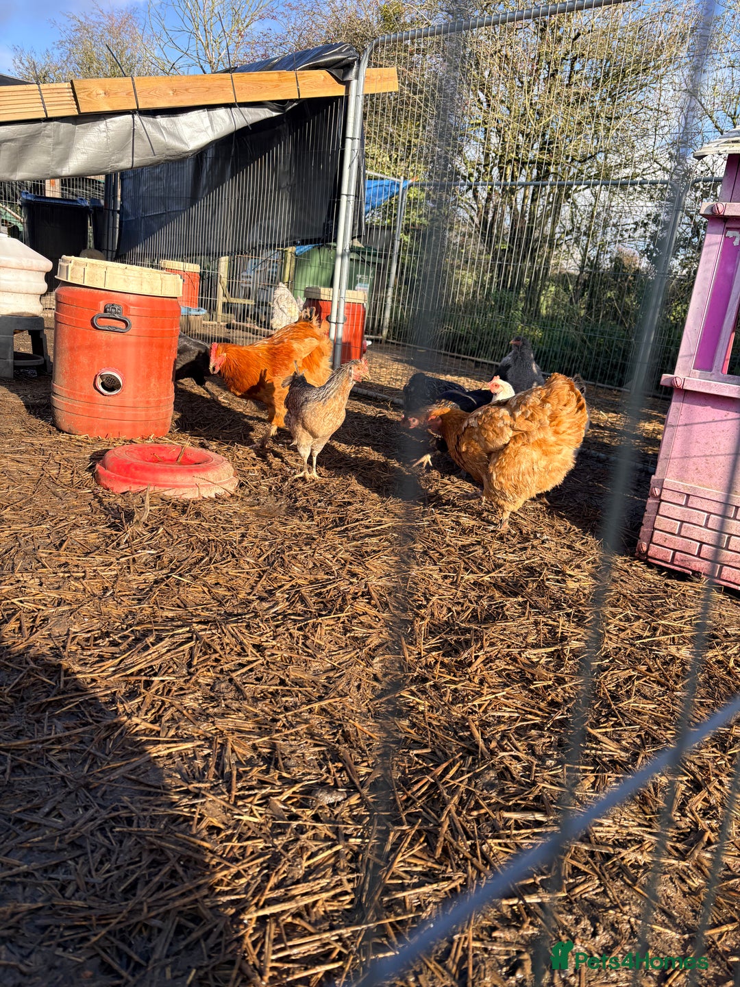 Chickens poultry for sale: Brahma  - Advert 7