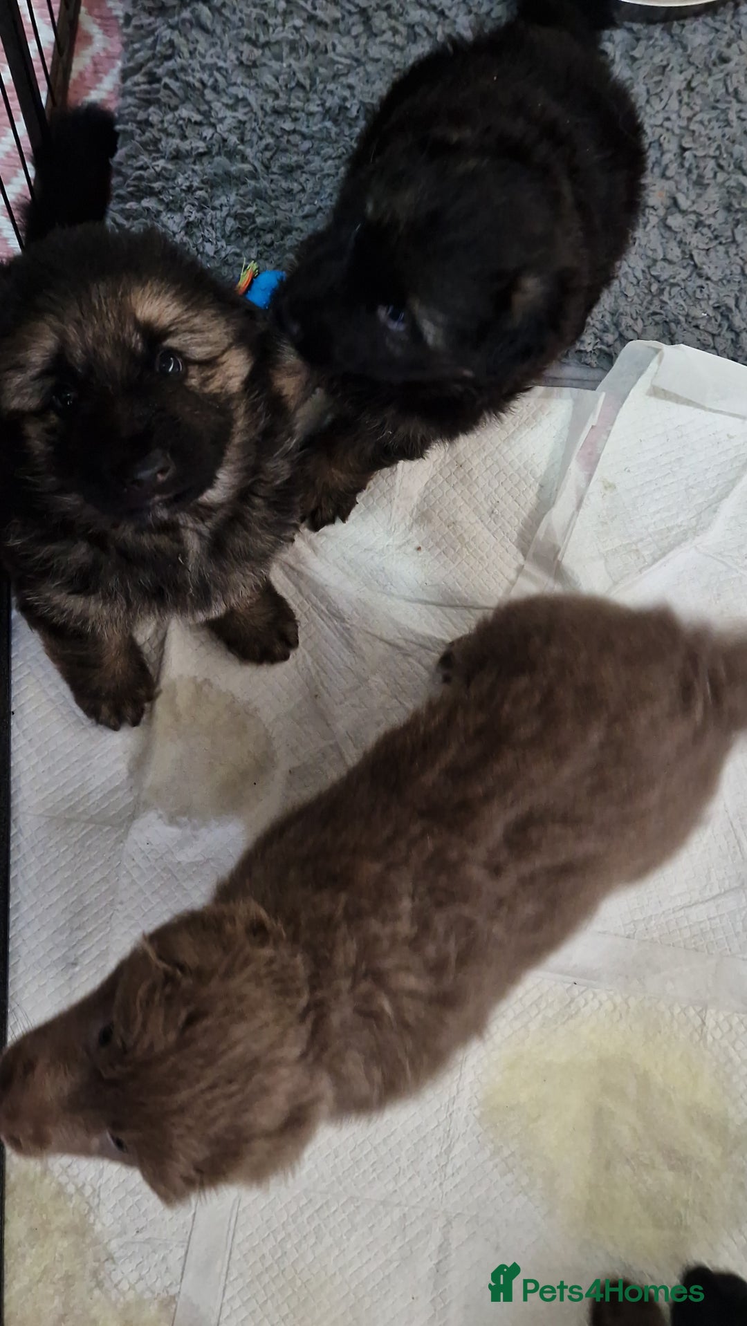 German Shepherd dogs for sale: KC REG GSD PUPPIES FULLY SCORED AND TESTED PARENTS - Image 35