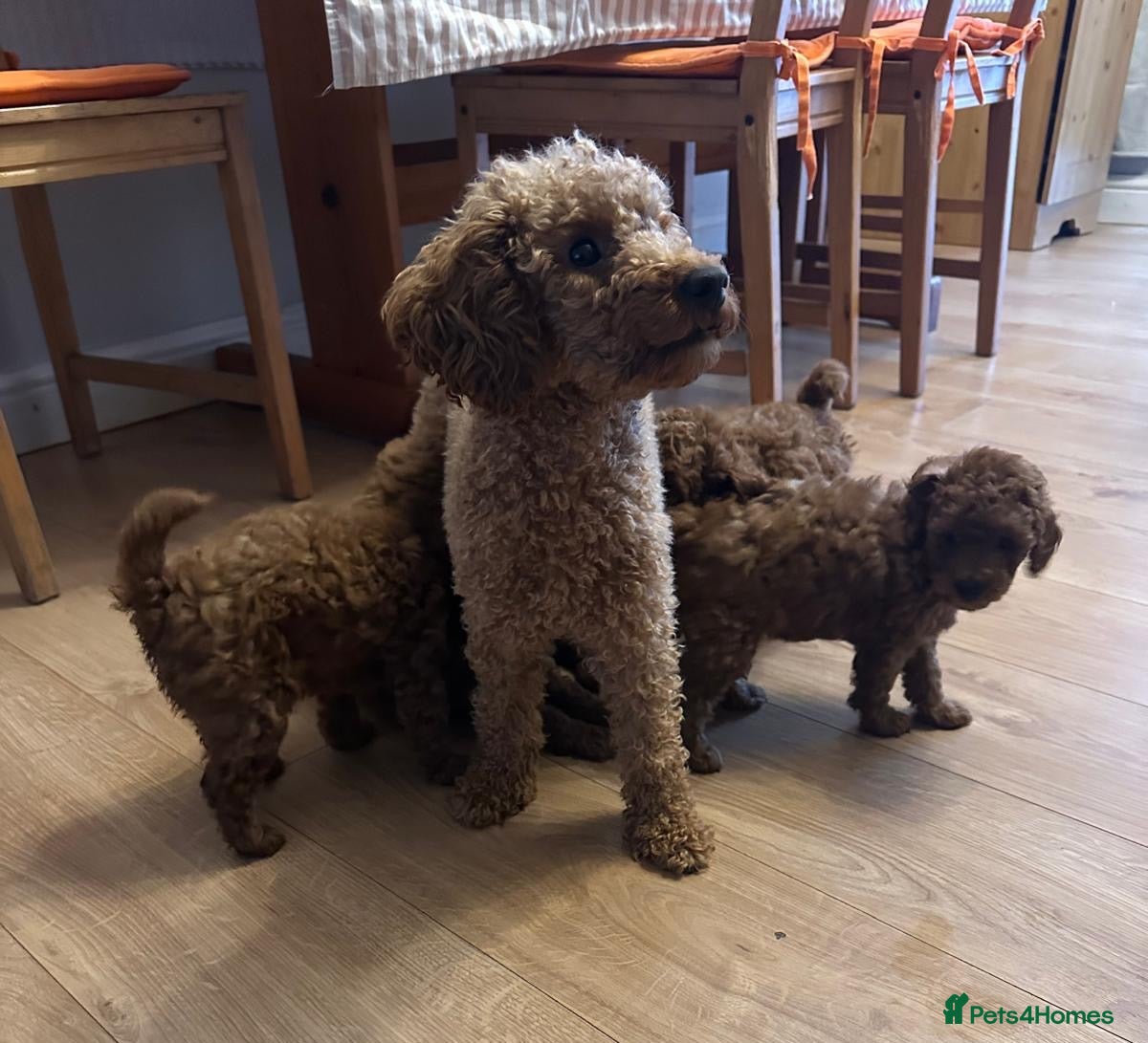 Toy Poodle dogs Toy poodle . One  boys, - Advert 17