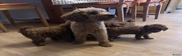 Toy Poodle dogs for sale: Toy poodle . four boys, one girl - Advert 1