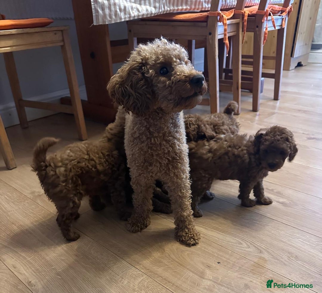 Toy Poodle dogs for sale: Toy poodle . four boys, one girl - Advert 1