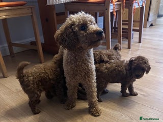 Toy Poodle dogs Toy poodle . four boys, one girl - Advert 13