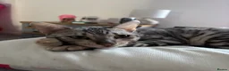 Bengal cats for sale: Bengal cats for sale  - Advert 4