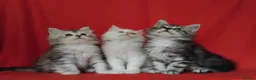Maine Coon cats for sale: Pure Maine Coons Kittens For Sale - Advert 18