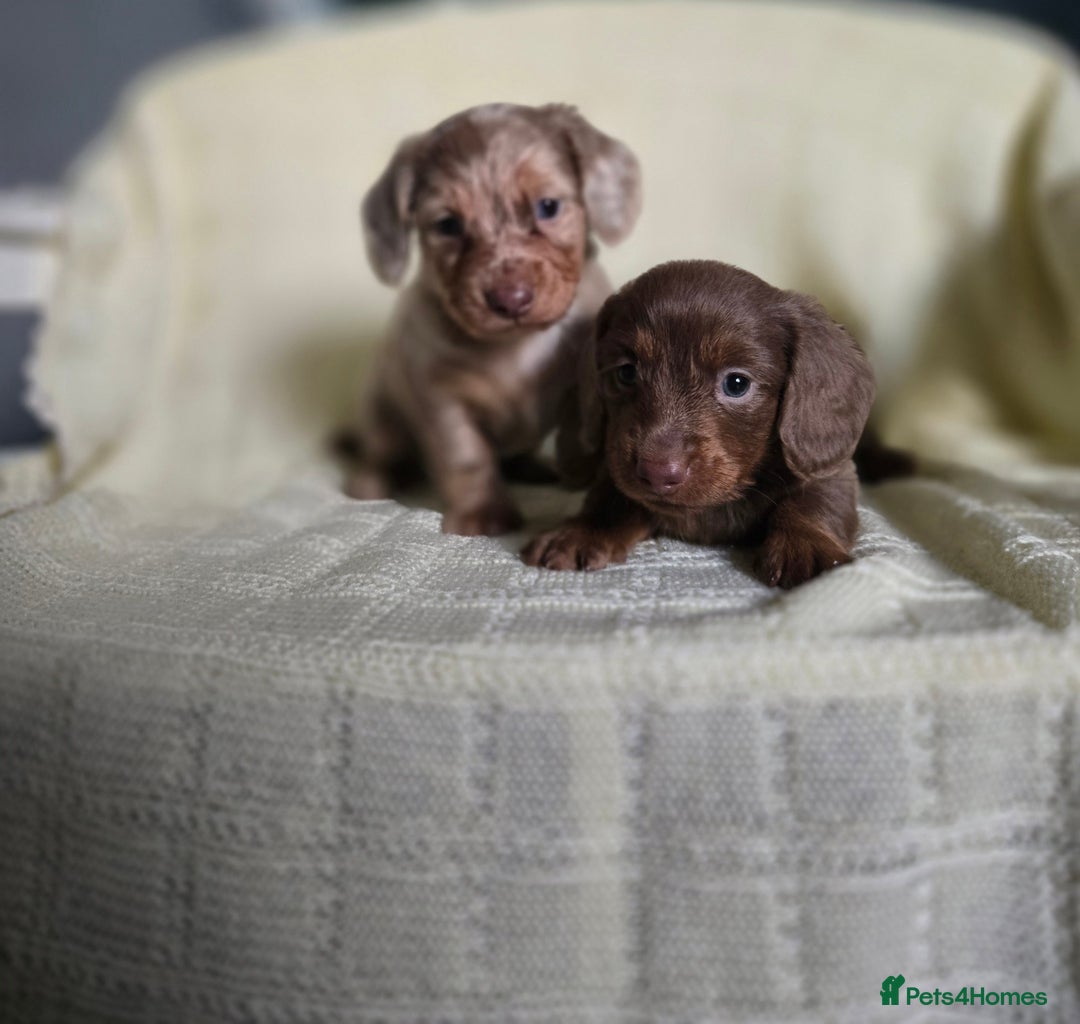 Miniature Dachshund dogs for sale: Miniature long hair dachshund  - Advert 4