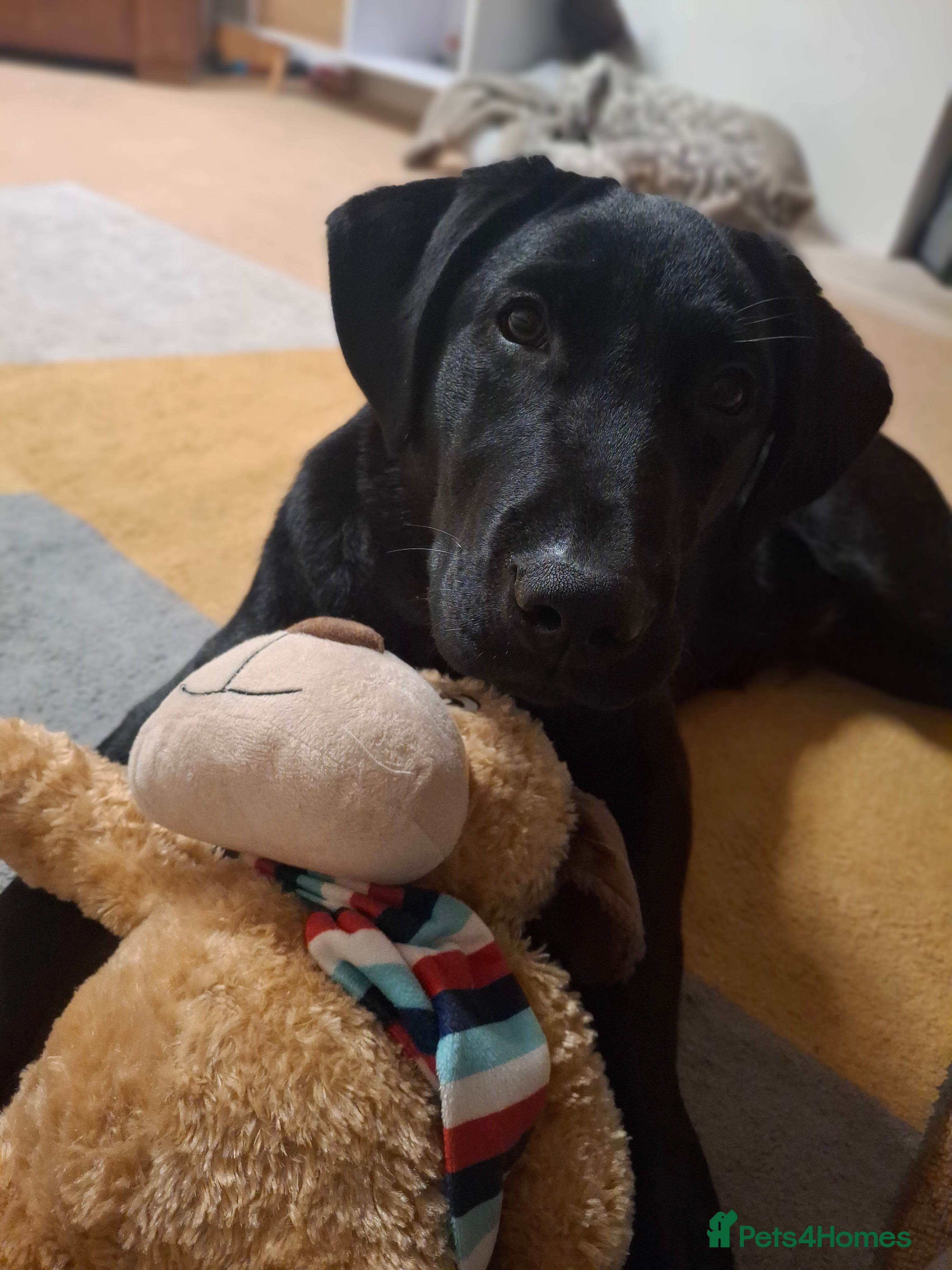 Labrador Retriever dogs Blue labrador  - Advert 1