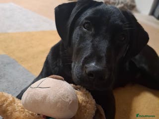 Labrador Retriever dogs Blue labrador - Advert 16